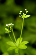 Gaillet à 3 fleurs