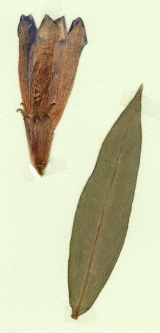 gentiane