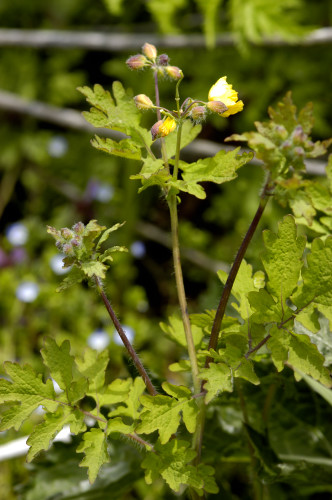 Chélidoine