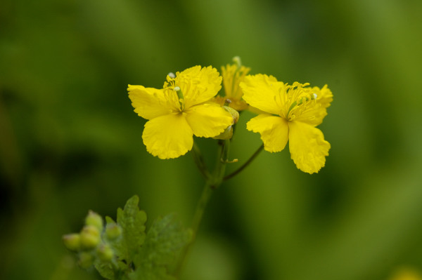 Chélidoine