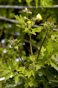 Chélidoine