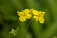 Chélidoine