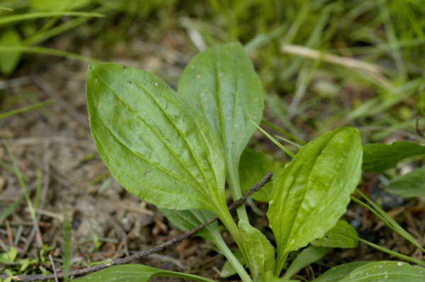 Plantain