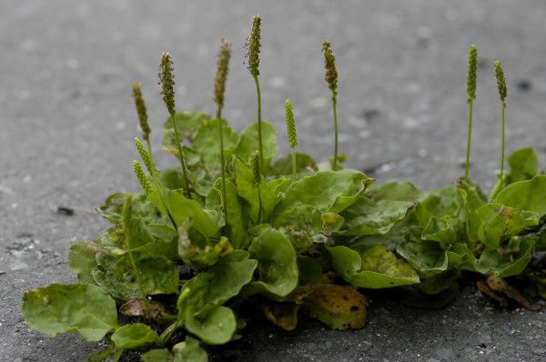 Plantain