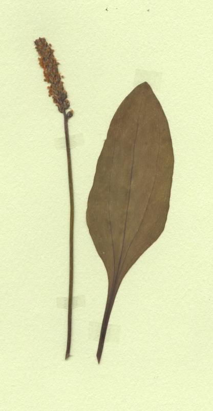 grand plantain
