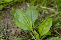 Grand plantain