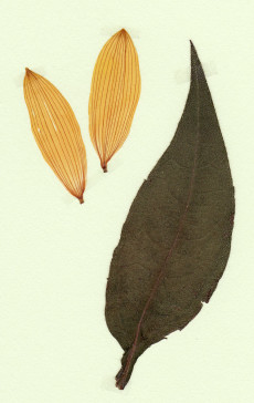 hélianthi