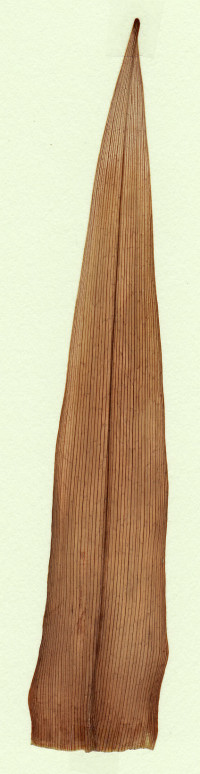 hémérocalle