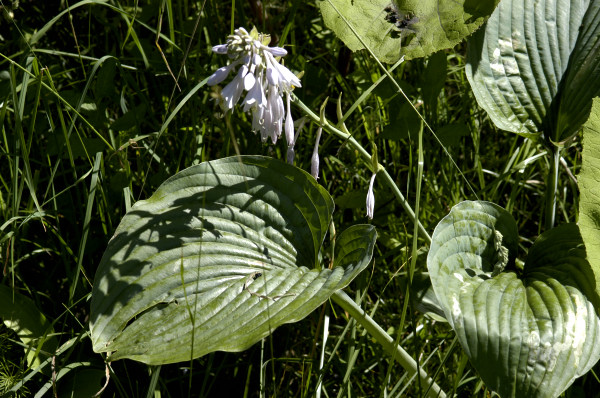 hosta