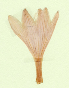 hosta