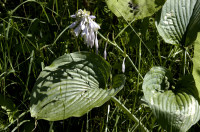 hosta