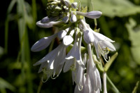 hosta