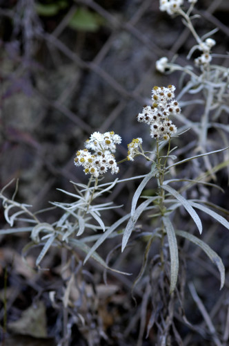 immortelle
