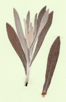 immortelle