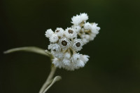 immortelle