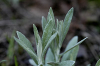 immortelle