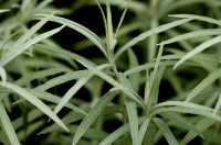 immortelle