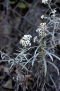 immortelle