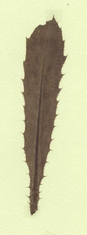 laiteron