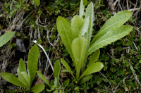 Laiteron