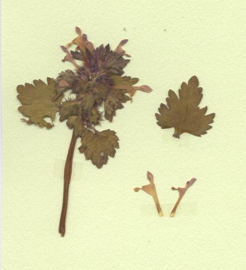 lamier amplexicaule
