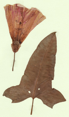 liseron