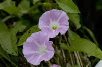liseron
