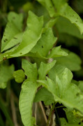 liseron