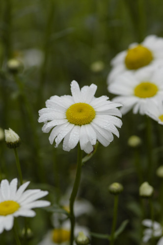 Marguerite