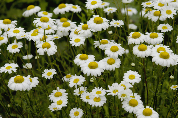 Marguerite