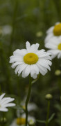 Marguerite
