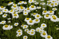 Marguerite
