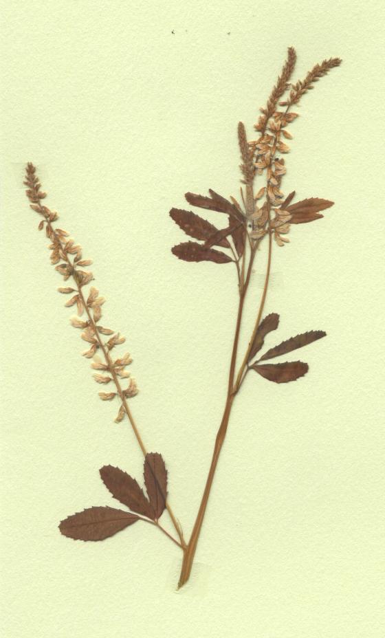 mélilot blanc