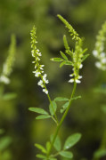 mélilot blanc