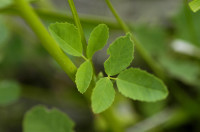 mélilot blanc