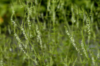 mélilot blanc