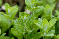 menthe des champs