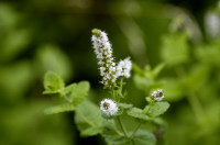 menthe des champs