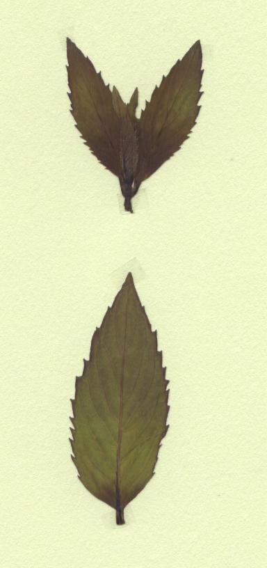 menthe poivrée