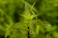 menthe poivrée