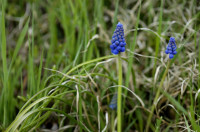 muscari