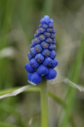 Muscari