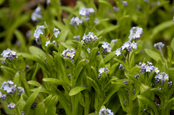 myosotis
