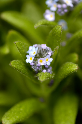 myosotis