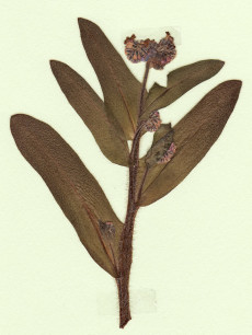 myosotis