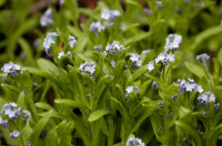 myosotis