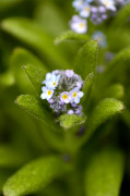 myosotis
