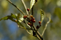 olivier d'automne