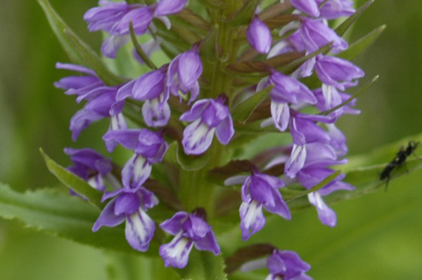orchidée