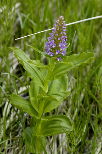 orchidée